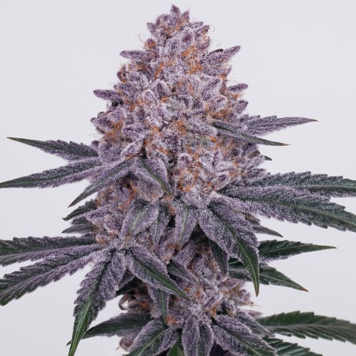 Planet of the Grapes RBX Clone by Ethos Genetics | Skyline Seed Bank