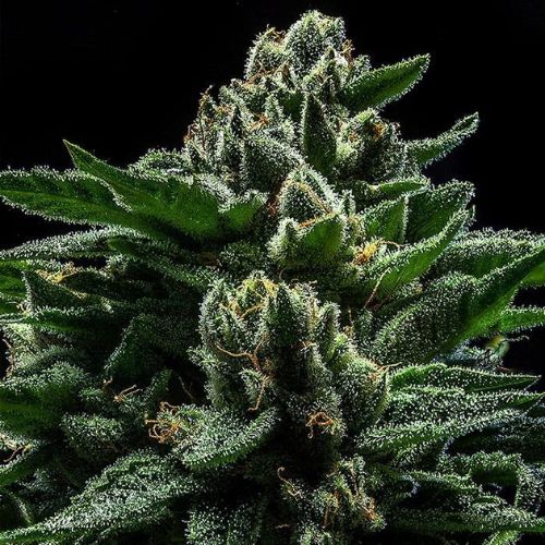 Ripper Seeds DO-G Feminized Cannabis Seeds | Skyline Seed Bank