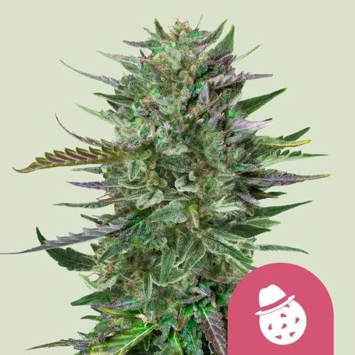 Do-Si-Dos Feminized Seeds | Potent Indica Cannabis Seeds