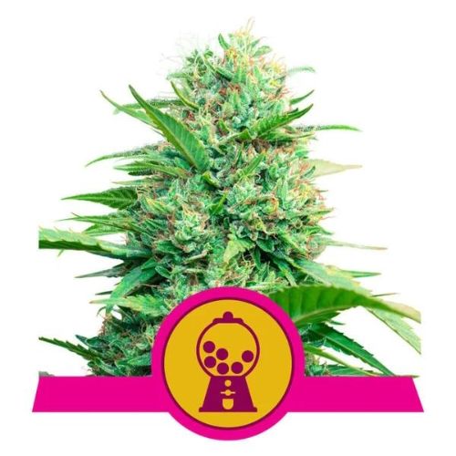 Pink Runtz Feminized Seeds | Premium Cannabis Seeds | Top Yield