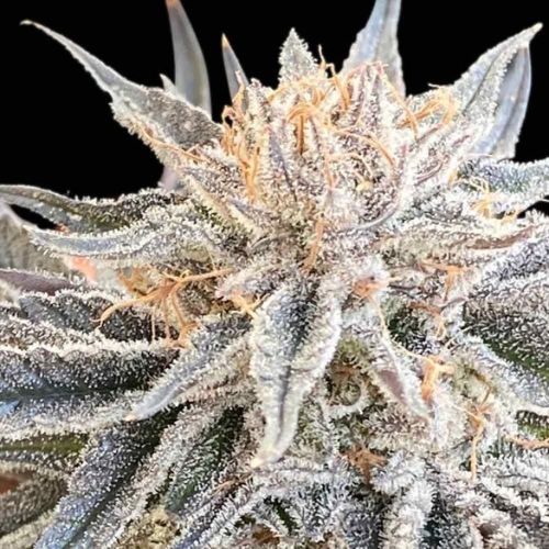 Alaskan Do-Si-Dos Feminized Seeds | High Yield Cannabis Seeds