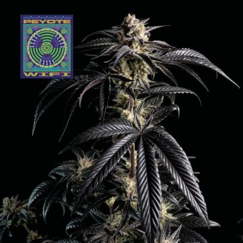 Peyote Wi‑Fi Feminized Seeds | High THC Indica Seeds