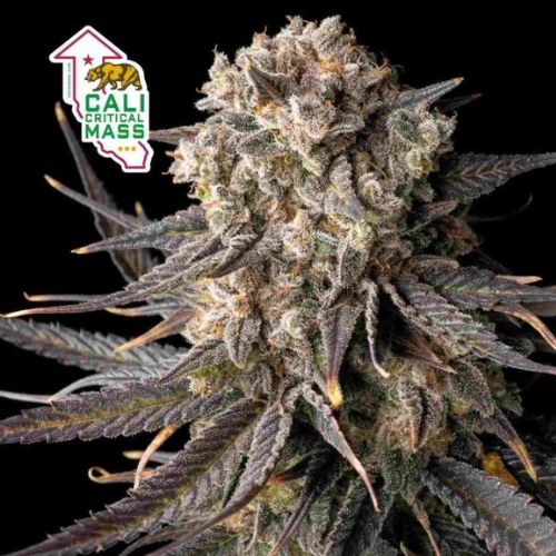 Cali Critical Mass Feminized Seeds | High Yield Cannabis Seeds