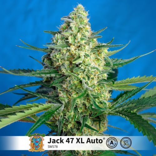 Jack 47 XL Auto Feminized Seeds | High Yield Autoflower Cannabis
