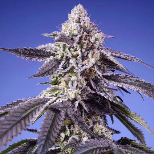 Permanent Jealousy XL Auto Feminized Seeds | XL Autoflowering 🌿
