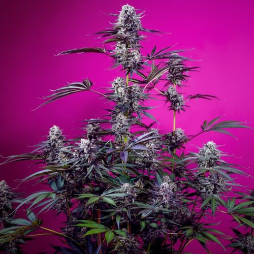 Studio 54 Stardust Auto Feminized Seeds | High THC Autoflower