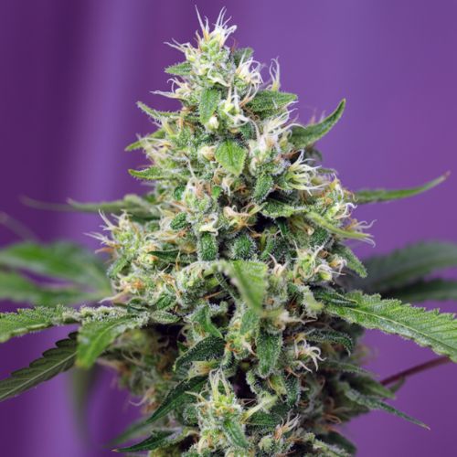 Sweet Amnesia Haze XL Auto Feminized Seeds | Fast, High THC