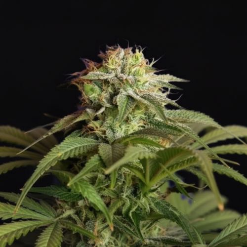 Green Poison Feminized Seeds | Fast Flowering High Yield Strain 🌿