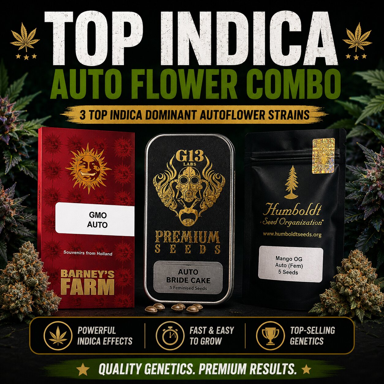Top Indica Autoflower Combo โ GMO Auto, Bride Cake Auto & Mango OG Auto Cannabis Seeds