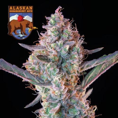 Alaskan Bananaberry Auto | Seedsman Seeds | Skyline Smoke Company | South Africa
