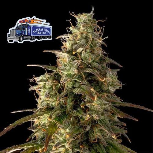 Alaskan Diesel Auto | Seedsman Seeds | Skyline Smoke Company | South Africa