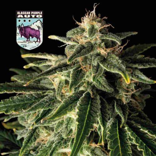 Alaskan Purple Auto | Seedsman Seeds | Skyline Smoke Company | South Africa