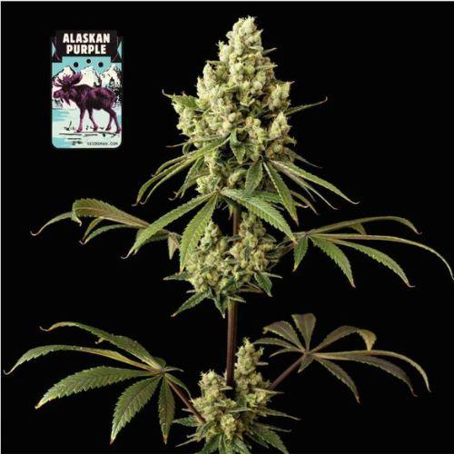Alaskan Purple | Seedsman Seeds | Skyline Smoke Company | South Africa
