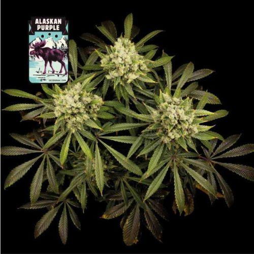 Alaskan Purple | Seedsman Seeds | Skyline Smoke Company | South Africa