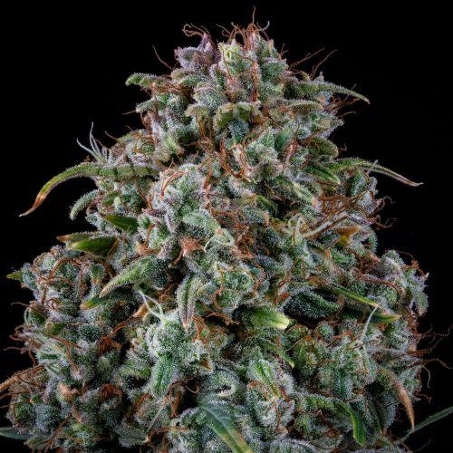 Alien Vs Triangle Auto | Mephisto Genetics | Skyline Smoke Company | South Africa