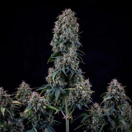 Alien Vs Triangle Auto | Mephisto Genetics | Skyline Smoke Company | South Africa