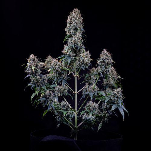 Alien Vs Triangle Auto | Mephisto Genetics | Skyline Smoke Company | South Africa