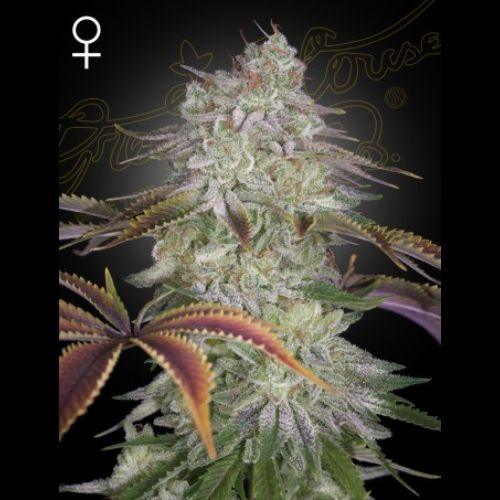 AlienZ | Green House Seed Co. | Skyline Smoke Company | South Africa