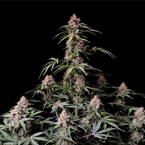 Amnesia Zkittlez Auto | 420 Fast Buds | Skyline Smoke Company | South Africa