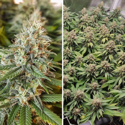 Amsterdam Amnesia | Dutch Passion Seeds | Skyline Smoke Company | South Africa