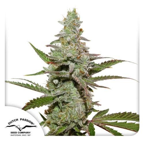 Amsterdam Amnesia | Dutch Passion Seeds | Skyline Smoke Company | South Africa