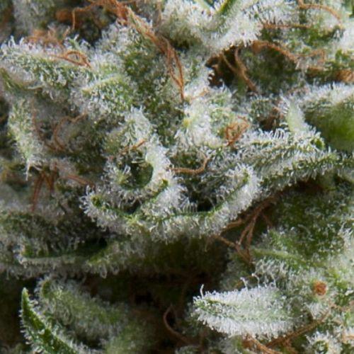 Anesthesia Auto | Pyramid Seeds | Skyline Smoke Company | South Africa