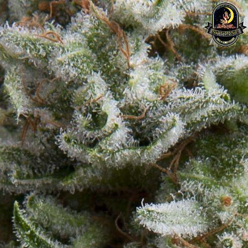 Anesthesia Auto | Pyramid Seeds | Skyline Vape & Smoke Lounge | South Africa