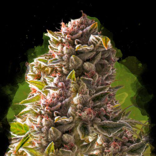 Aurora Indica Auto | Nirvana Seeds | Skyline Smoke Company | South Africa