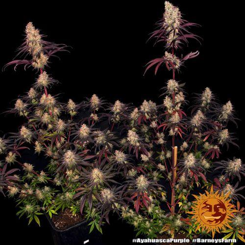 Ayahuasca Purple | Barneys Farm | Skyline Smoke Company | South Africa