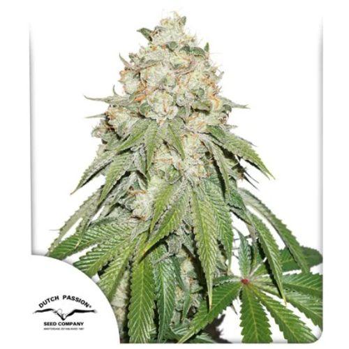 Banana Blaze | Dutch Passion Seeds | Skyline Smoke Company | South Africa