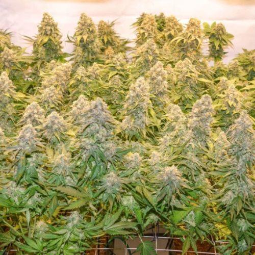Banana Blaze | Dutch Passion Seeds | Skyline Smoke Company | South Africa