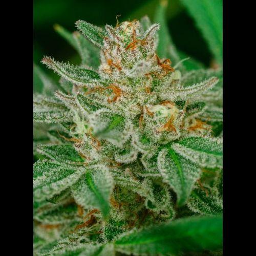 Banana Breath | Atlas Seed | Skyline Smoke Company | South Africa
