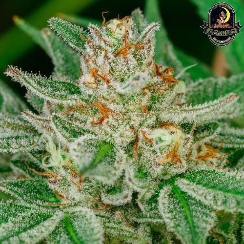 Banana Breath | Atlas Seed | Skyline Vape & Smoke Lounge | South Africa