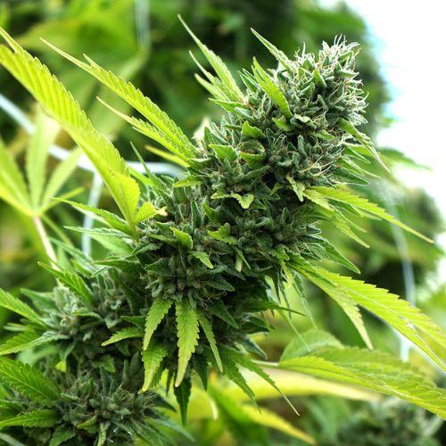 Banana Sapphire | Humboldt Seed Organization | Skyline Smoke Company | South Africa