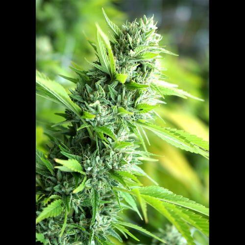 Banana Sapphire | Humboldt Seed Organization | Skyline Smoke Company | South Africa