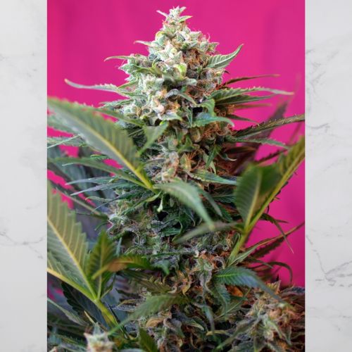 Big Devil XL Auto | Sweet Seeds | Skyline Smoke Company | South Africa