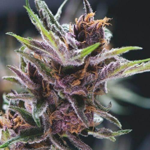 Black Cherry Punch | Pyramid Seeds | Skyline Smoke Company | South Africa