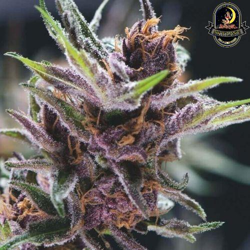 Black Cherry Punch | Pyramid Seeds | Skyline Vape & Smoke Lounge | South Africa