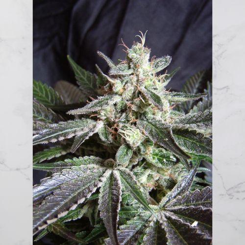 Black Jack F1 Fast | Sweet Seeds | Skyline Smoke Company | South Africa