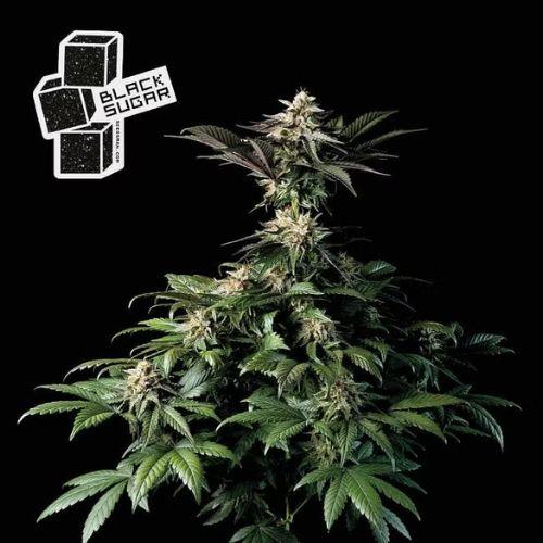 Black Sugar | Seedsman Seeds | Skyline Smoke Company | South Africa