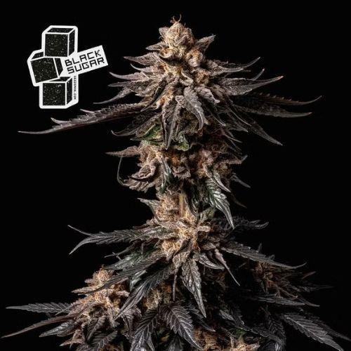 Black Sugar | Seedsman Seeds | Skyline Smoke Company | South Africa