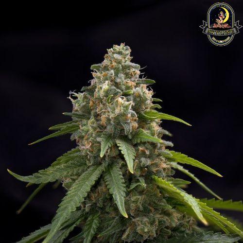 Blackwater | The Cali Connection | Skyline Smoke Company | South Africa