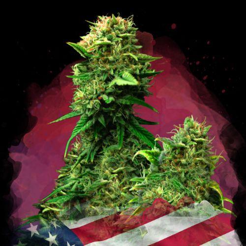 Blue Dream | Nirvana Seeds | Skyline Smoke Company | South Africa