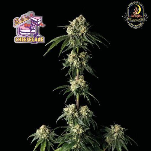 Bubba Cheesecake | Seedsman Seeds | Skyline Smoke Company | South Africa