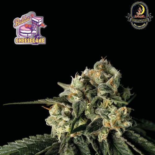 Bubba Cheesecake | Seedsman Seeds | Skyline Smoke Company | South Africa
