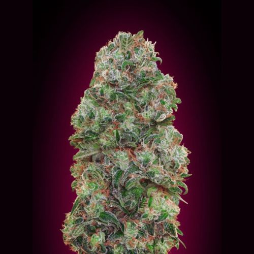 Bubble Gum | 00 Seeds | Skyline Smoke Company | South Africa