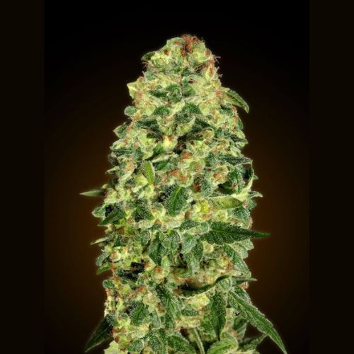 California Kush Auto | 00 Seeds | Skyline Smoke Company | South Africa