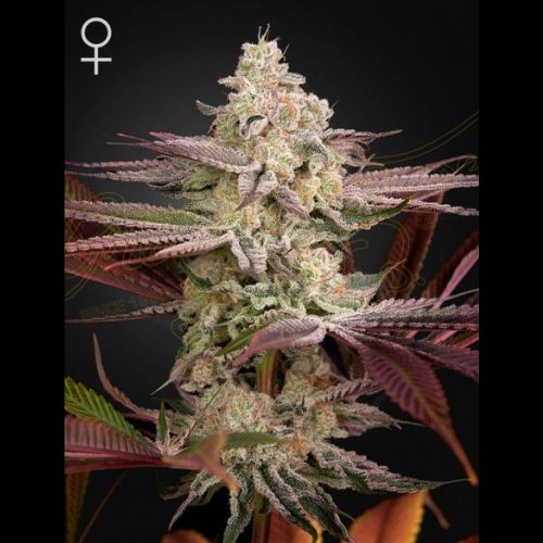 Chemical Bride | Green House Seed Co. | Skyline Smoke Company | South Africa