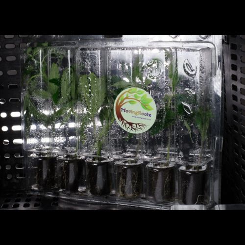 Clone Transporter | Moving Rootz | Skyline Smoke Company | South Africa