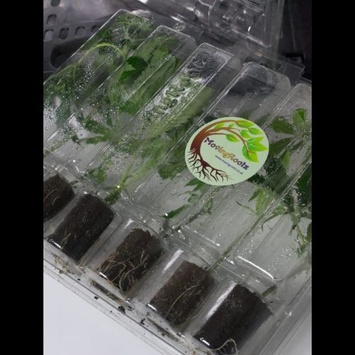 Clone Transporter | Moving Rootz | Skyline Smoke Company | South Africa